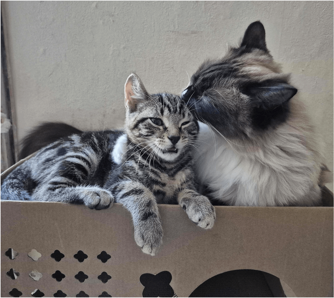 Two cats in a cardboard box