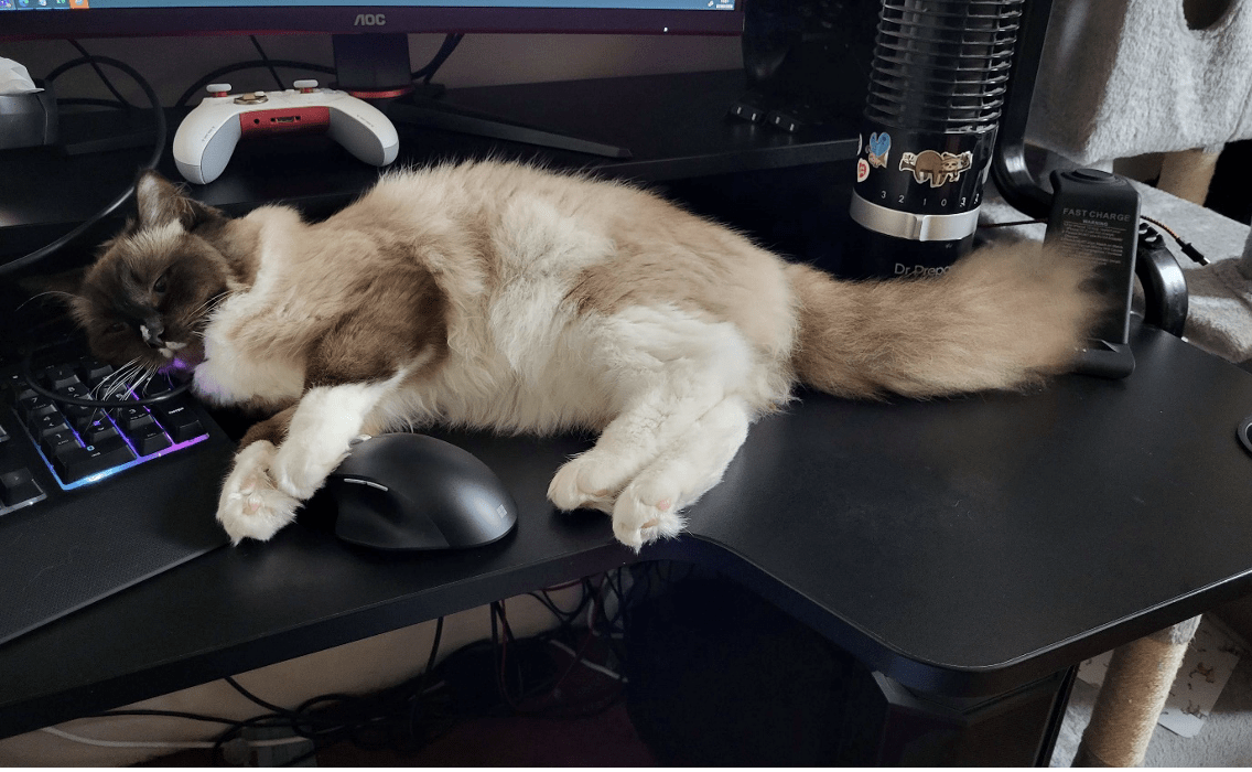 A cat lounging on a desktop