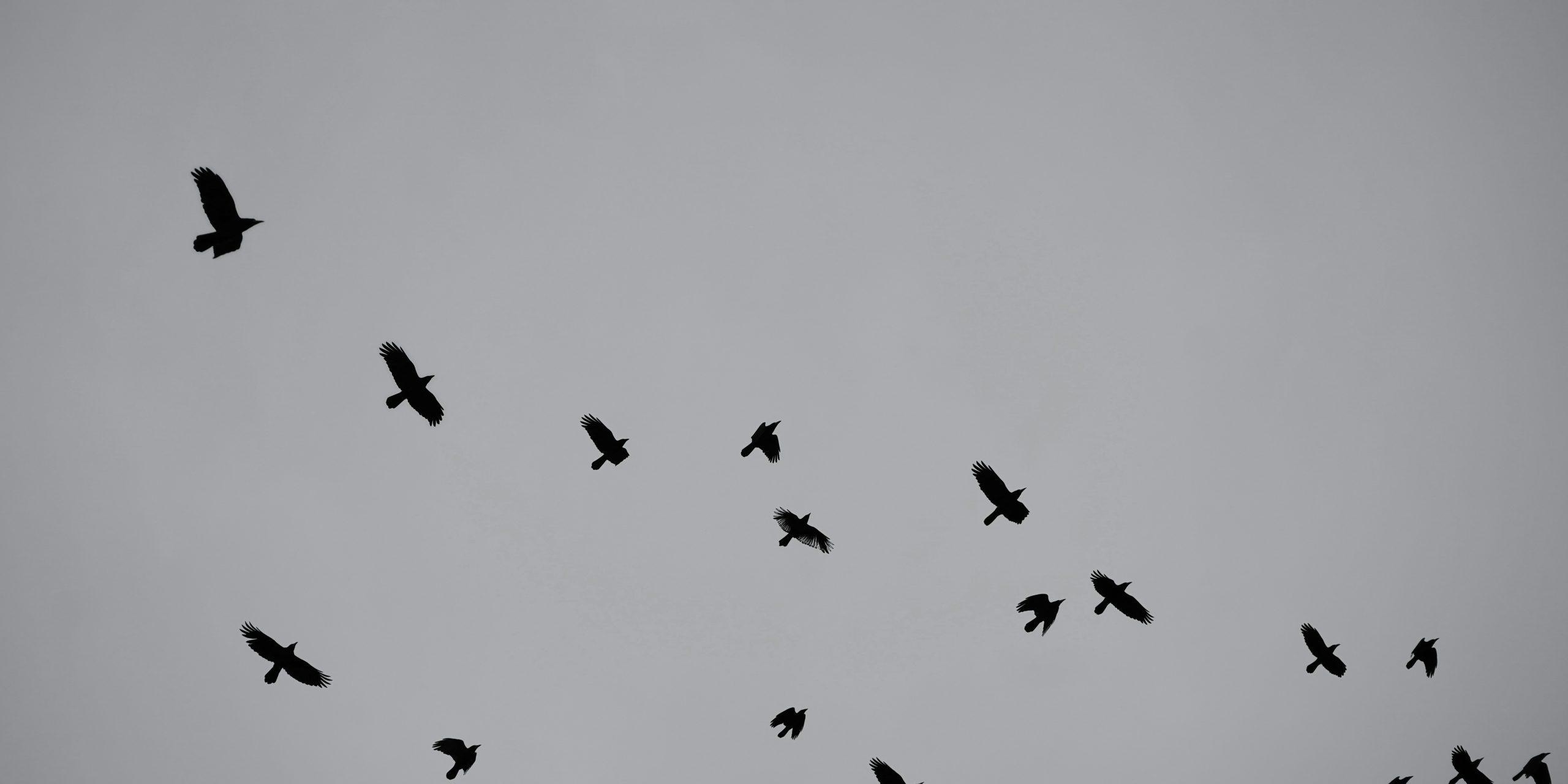 A black and white image of a flock of crows