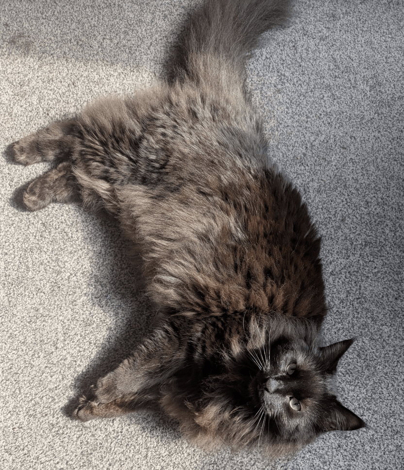 A dark brown/black fluffy cat