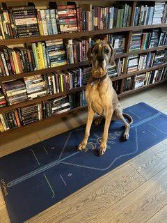 A dog sits next to a bookshelf