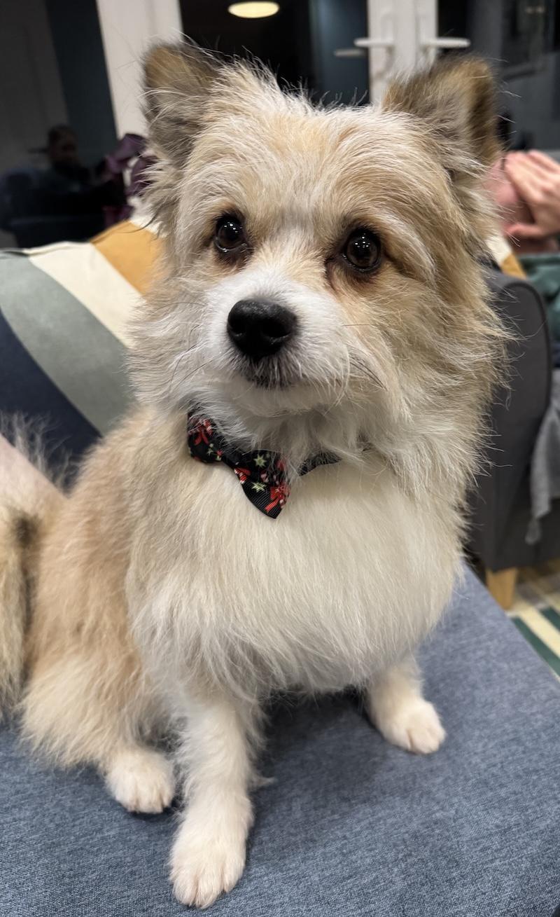 A small dog