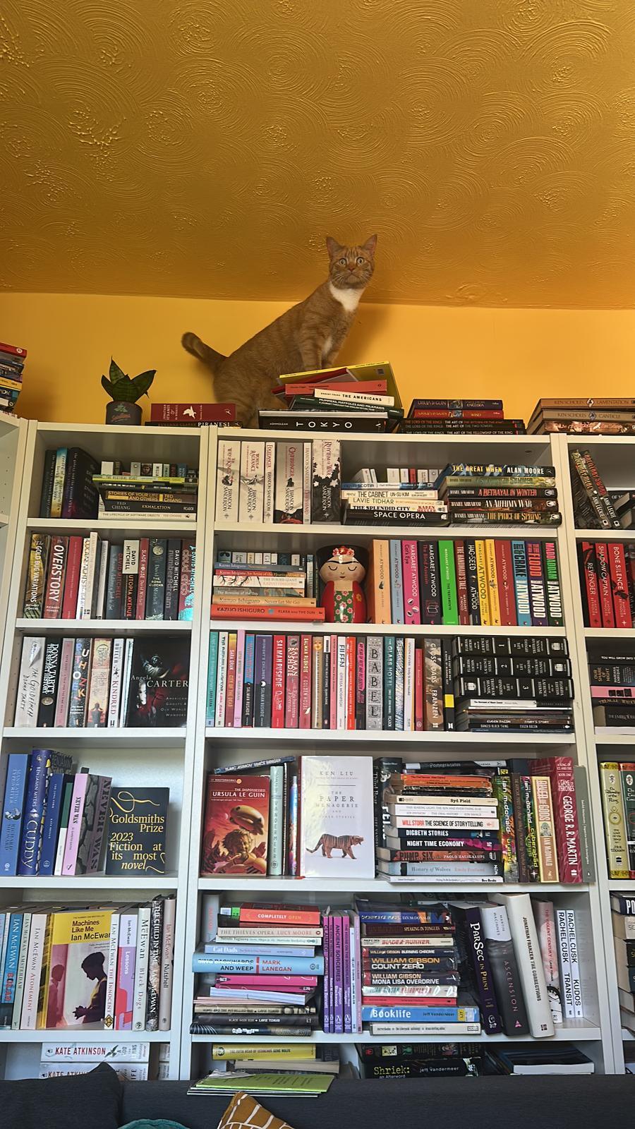 A cat stands atop a large bookcase full of book