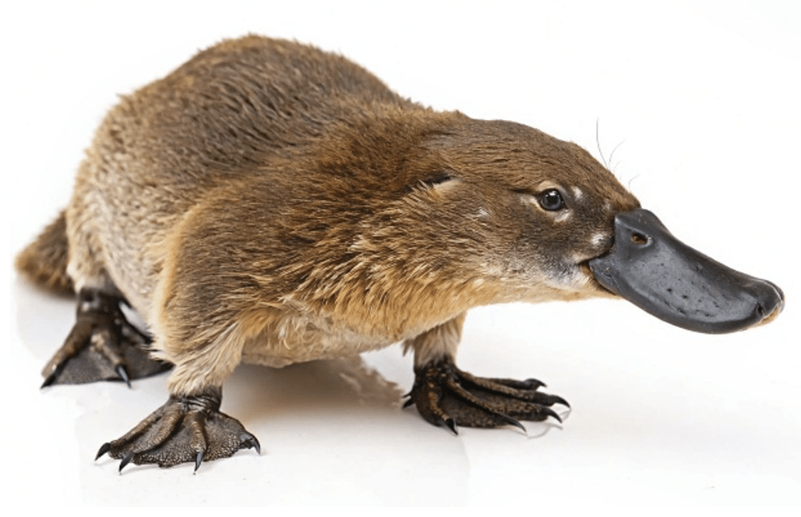 A platypus