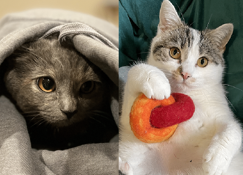 A black cat in a grey blanket, and a white cat holding a toy
