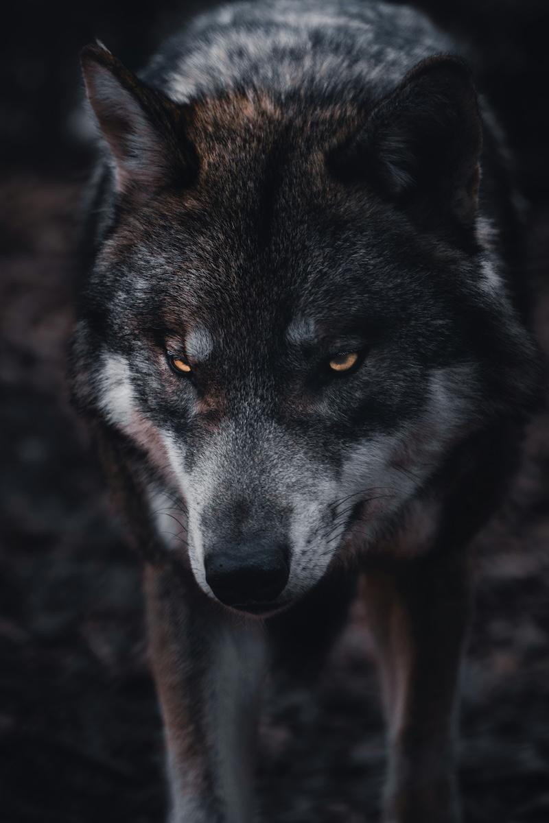 Close up of a menacing-looking wolf